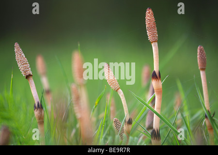 Heermoes (Equisetum arvense), Belgi Field horsetail (Equisetum arvense), Belgium Stock Photo