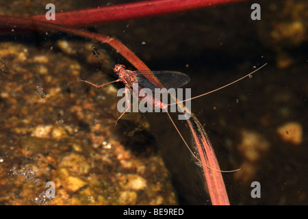 Dusky yellowstreak mayfly (Heptagenia lateralis : Heptageniidae), female landing to lay eggs on surface of stream uk Stock Photo