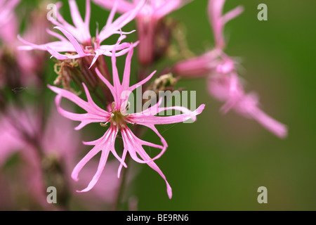 Grassland with Ragged Robin (Lychnis flos-cuculi), valley of Durme, Belgium Stock Photo