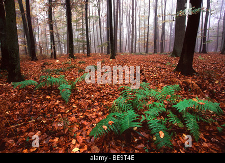 Adelaarsvaren (Pteridium aquilinum) in beukenbos, Luxemburg Bracken fronds (Pteridium aquilinum) in Beech forest, Luxembourg Stock Photo