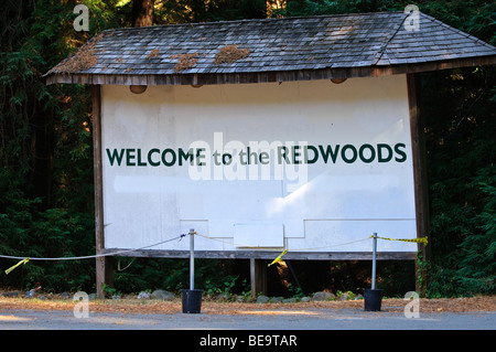 Redwoods National and State park California Stock Photo