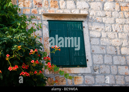 Croatia; Hrvartska; Kroatien, Hvar Island; Strai Grad, blue shutters over window, stone house, red flowers on vine Stock Photo