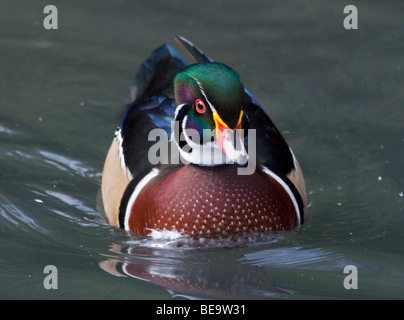 American Wood Duck (aix sponsa) male Stock Photo