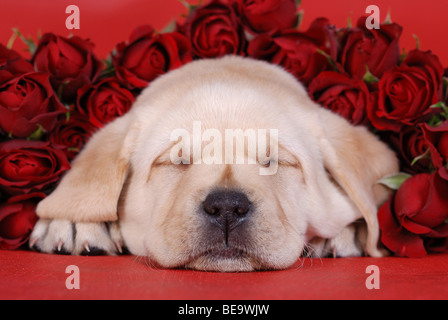 Labrador retriever puppy with red roses on the red background Stock Photo