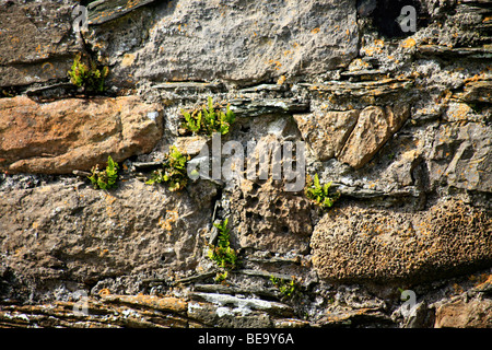 Ancient and pitted stone wall with ferns Stock Photo