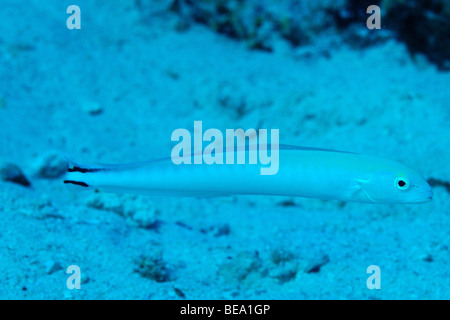 Spot-tail dartfish in the Red Sea, Egypt Stock Photo