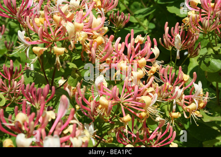 Honeysuckle plant in full bloom Stock Photo