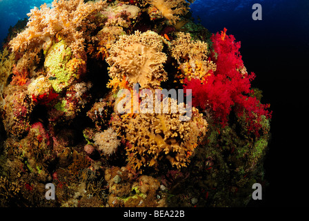 Soft coral colony, Red Sea Stock Photo