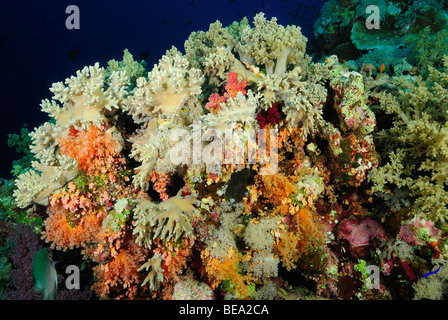 Scenic view on a coral reef, Red Sea Stock Photo