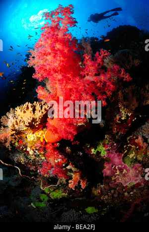 Scuba diver over a soft coral reef, Red Sea Stock Photo