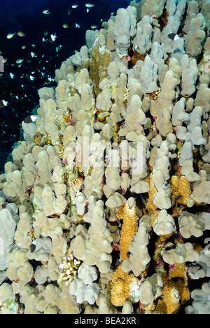School of bicolor chromis over a coral colony, Red Sea Stock Photo