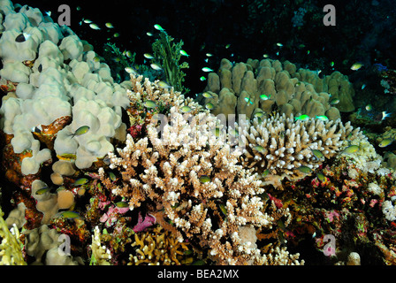 School of bicolor chromis over a coral colony, Red Sea Stock Photo