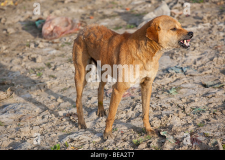 Angry Dog on the banks of the Ganges River in Varanasi India Stock Photo
