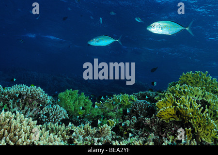 Two bluefin trevally fish over a fire coral colony, Red Sea Stock Photo