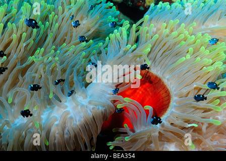 School of threespot dascyllus in an anemone, Red Egypt. Stock Photo