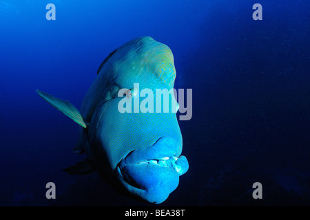 Humphead or Giant wrasse, Red Sea Stock Photo