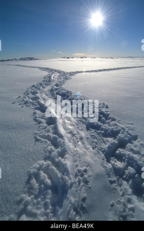 Tracks in Snow from Emperor Penguins Gliding on their belly, Cape Washington, Antarctica Stock Photo