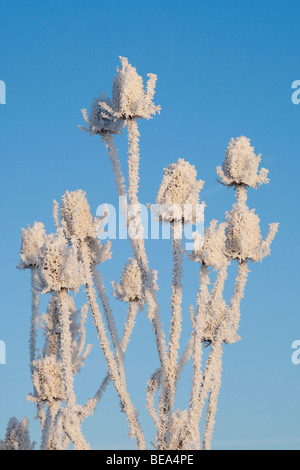 Berijpte grote Kaardenbol in de Blauwe kamer, Fuller's teasel covered in frost in nature reserve de Blauwe kamer Stock Photo