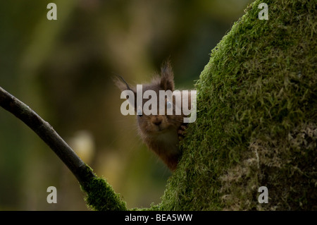 red squirrel peering around tree Stock Photo