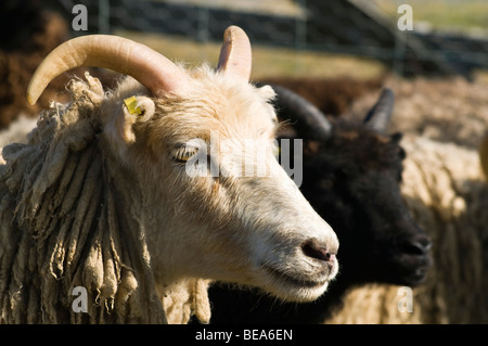 dh  NORTH RONALDSAY ORKNEY North Ronaldsay horned sheep close up face Orkney ram