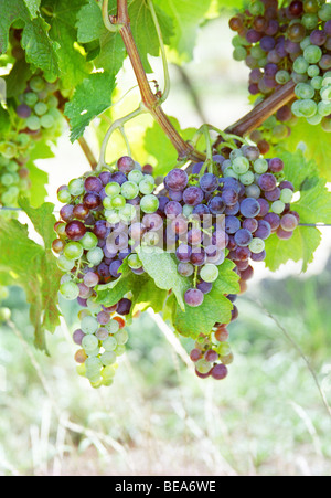 colouring of the grapes, veraison, in summer chateau de castelnau entre deux mers bordeaux france Stock Photo