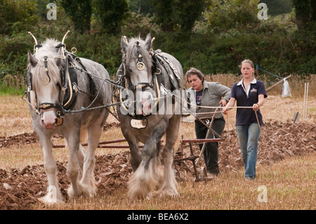 Working Shire horses ploughing in South East Cornwall Stock Photo