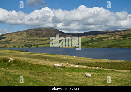 dh Loch Freuchie GLEN QUAICH PERTHSHIRE Scottish landscape Sheep grazing in field Scotland summer beautiful highland landscapes highlands countryside