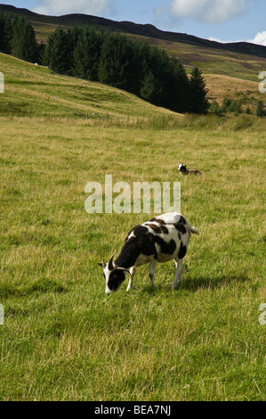 dh  SHEEP UK Jacob Sheep grazing in field Glen Quaich highlands scotland highland