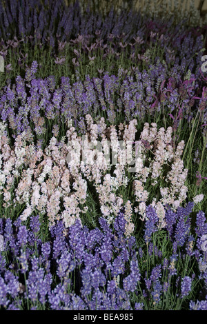 Different shades of lavender from white through mauve and lilac to dark purple, all in flower, West London