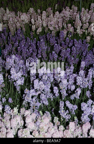 Different shades of lavender from white through mauve and lilac to dark purple, all in flower, West London