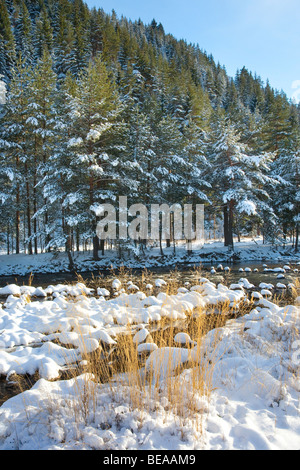 Iskar river with snowy stones, near Mala Tsarkva. Winter in Rila mountain. Stock Photo