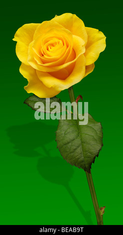 yellow rose on green background and shadow Stock Photo
