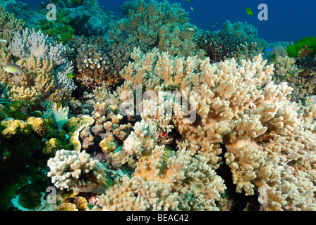 Detail of a soft coral colony, Gulf of Aden, Djibouti Stock Photo