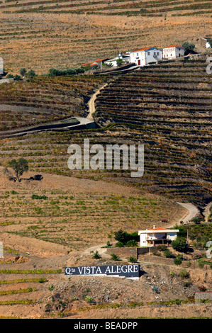 vineyards quinta vista alegre douro portugal Stock Photo