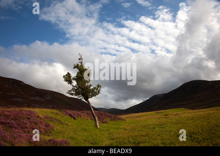 Single Birch Tree in Glen Cluny or Clunie in the Cairngorms National Park, Aberdeenshire, Scotland, UK Stock Photo