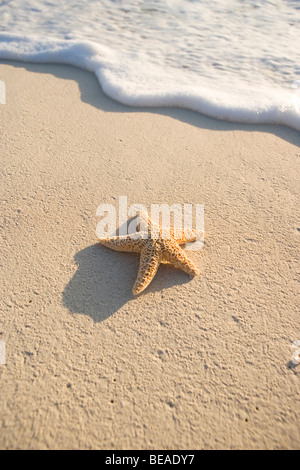 A starfish on the beach, Cable Beach, Nassau, Bahamas, Caribbean Stock Photo