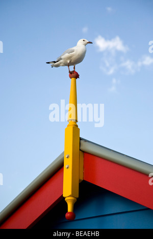 A Silver Gull (Larus novaehollandiae) perched on a post on the roof of a house Stock Photo