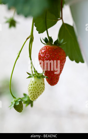 Ripe and unripe strawberries on a stem Stock Photo