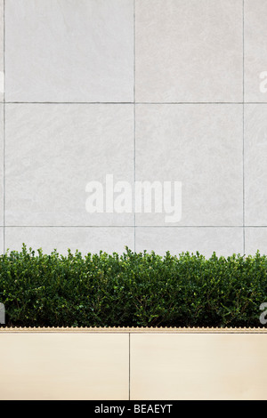 Boxed hedge in front of an office building, Manhattan, New York City, NY, USA Stock Photo