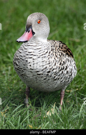 Cape Teal Anas capensis Standing On Grass Taken at Martin Mere WWT, Lancashire UK Stock Photo