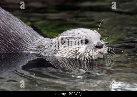 Oriental Small-clawed Otter Aonyx cinerea Swimming Taken At Martin Mere WWT, Lancashire UK Stock Photo