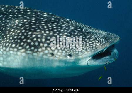 Whale shark swimming and feeding, Bay of Tadjoura, Gulf of Aden Stock Photo