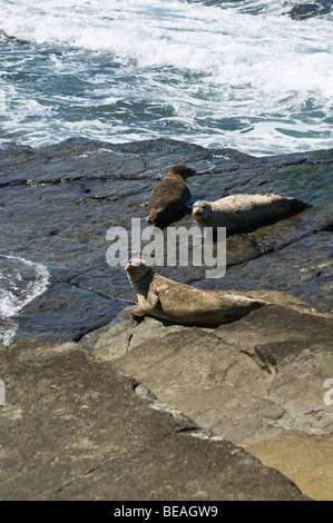dh Common Seals SEAL UK Seals rocky cliff shore North Ronaldsay Orkney ashore phoca vitulina Stock Photo