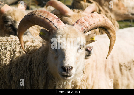 dh  NORTH RONALDSAY ORKNEY North Ronaldsay flock sheep face Orkney Stock Photo