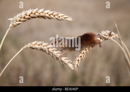 Harvest mouse, Micromys minutus, Corn heads, Midlands, September 2009 Stock Photo