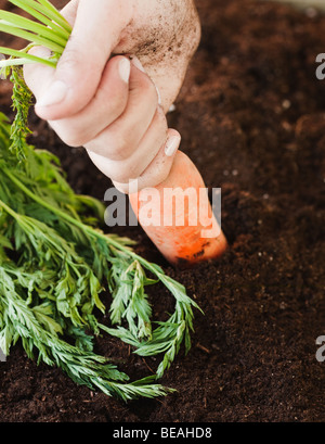 Woman pulling carrot from soil Stock Photo