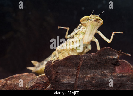 dragonfly larva Anax imperator spreading its front legs and showing mouth piece Stock Photo