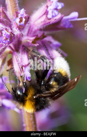 White-tailed bumble bee Bombus Lucorum gathering pollen Stock Photo