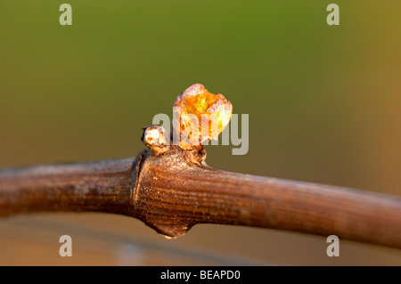 buds on the vine and counter-bud contre-bourgeon chateau pey la tour bordeaux france Stock Photo