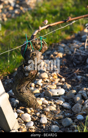 sandy gravelly soil old vine chateau belgrave haut medoc bordeaux france Stock Photo